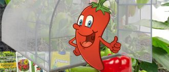 Торене на чушки в оранжерия