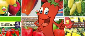 Семена от ранен пипер