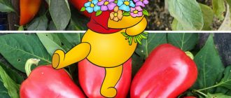 Мечо Пух чушка