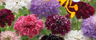 Скабиоза с пчела