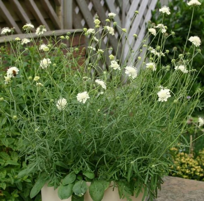 Χορός του Φεγγαριού Scabiosa