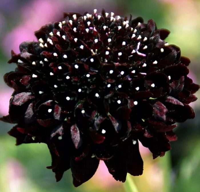 Ετήσια ποικιλία Black Knight