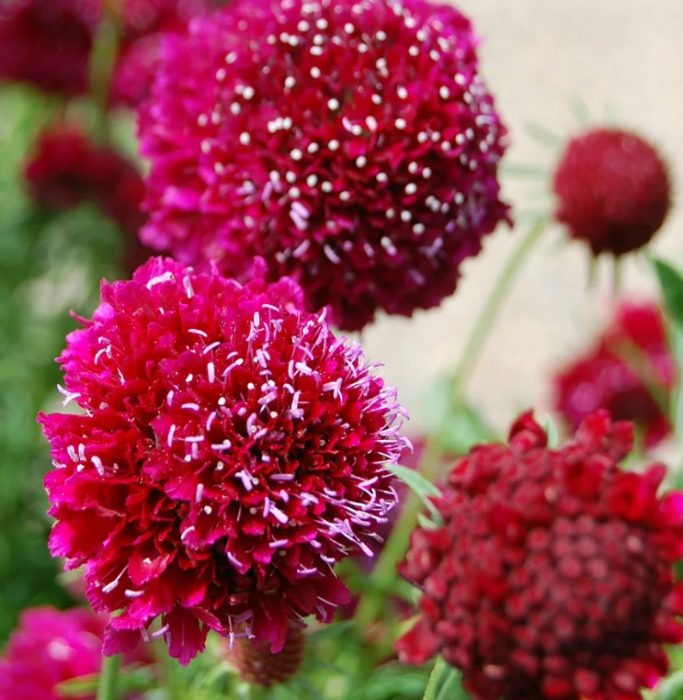 Ποικιλία κερασιού