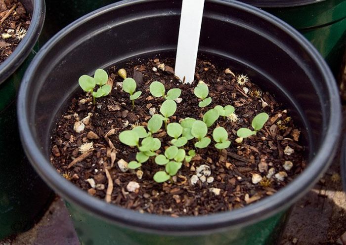 Σπορόφυτα Scabiosa