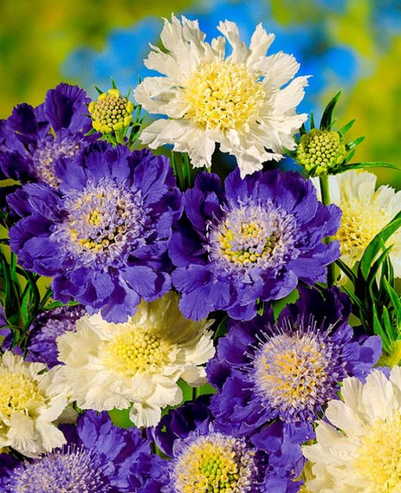 Ποικιλία Scabiosa 'Mr. Isaac's House'