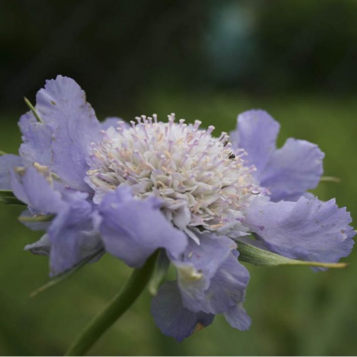 Επαινέστε την ποικιλία