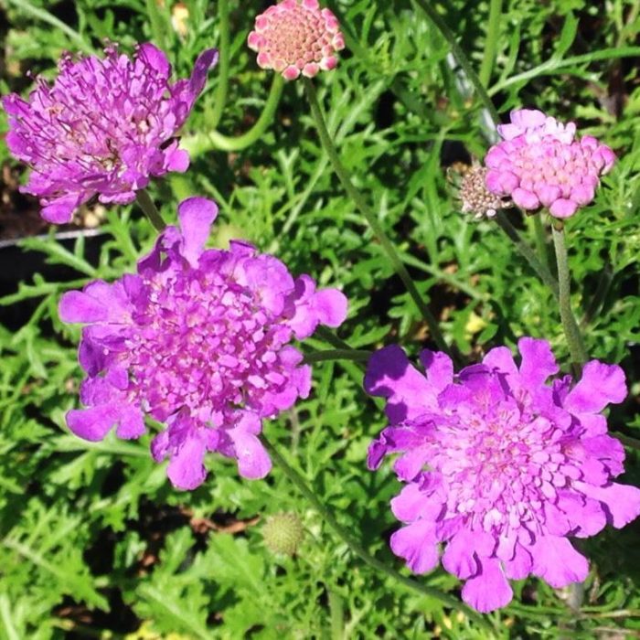 Scabiosa Vivid Violet