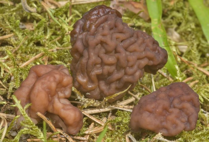 Фалшив смръчкула