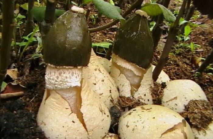 Яйца и гъби