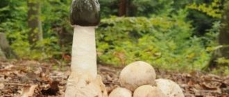 Етапи на развитие на веселката