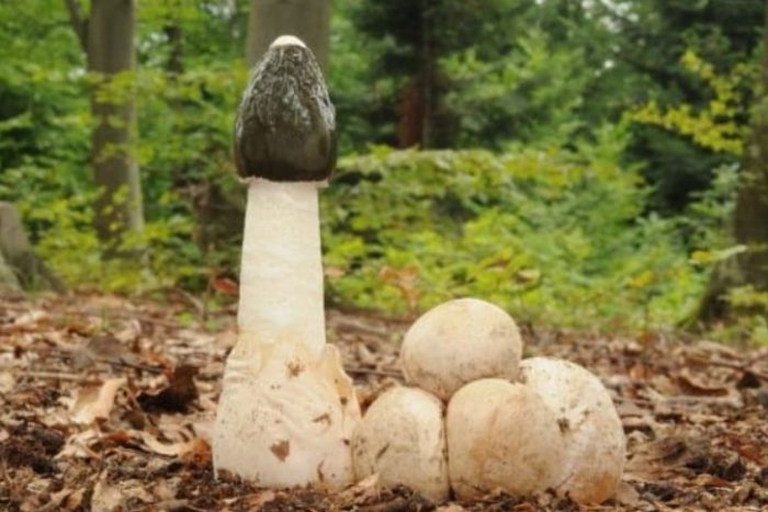 Етапи на развитие на веселката