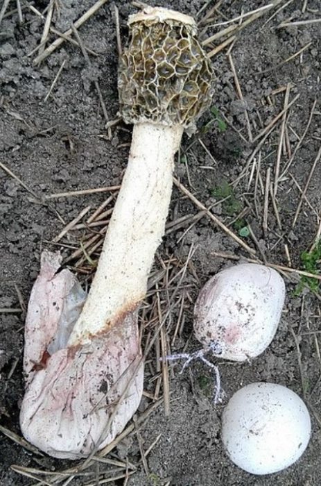 Веселка Андриана