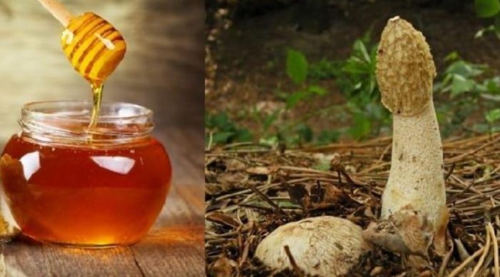 Веселка с мед