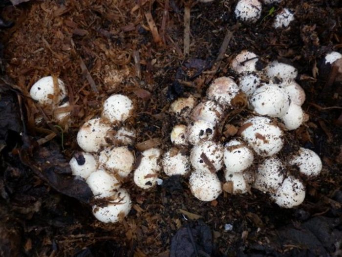 Отглеждане на веселка