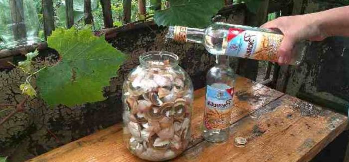 Заливане на гъба Веселка с алкохол