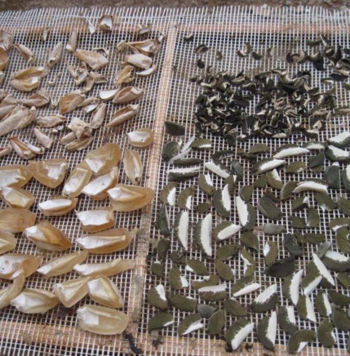 Как да сушим гъба Веселка