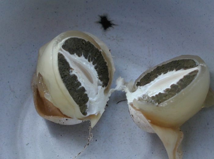 Яйца Веселка в разрез