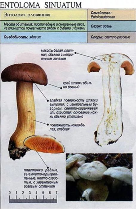 Гъба Ентолома тинатифолиум