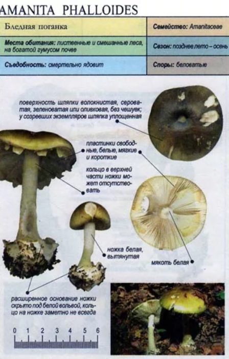 Описание на смъртоносната шапка