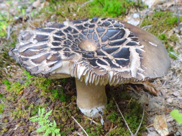 Гъба Russula nigricans