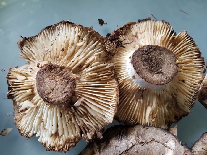 Обърната почерняваща капачка за мляко