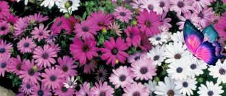 Диморфотека в пейзажа