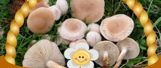 Говорители в кошница