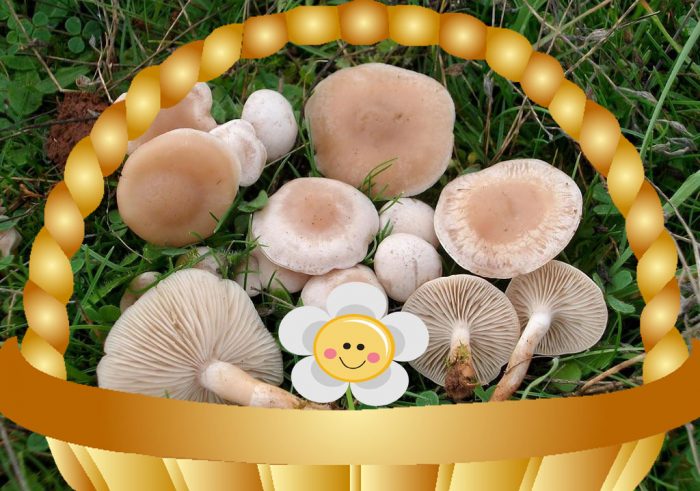 Говорители в кошница