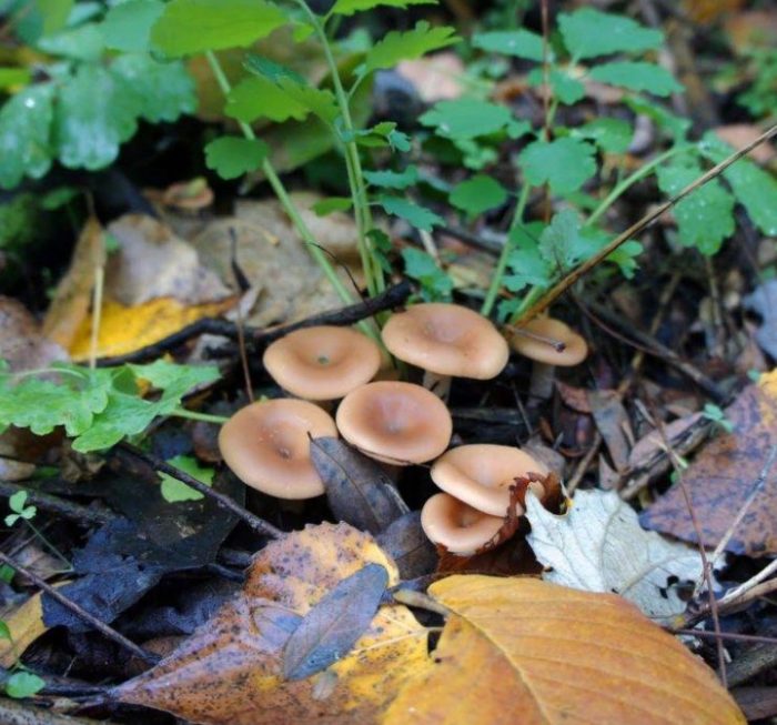 Говорещи през есента