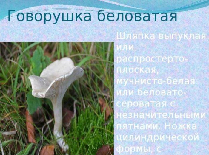 Описание на белезникавия говорещ