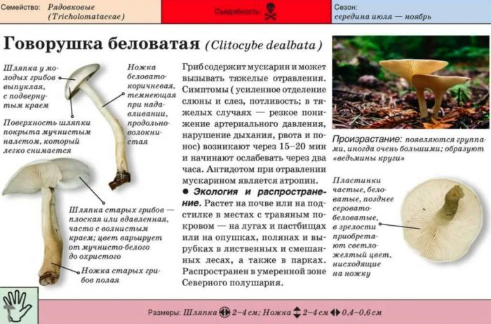 белезникав говорещ