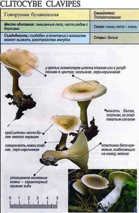 Описание на говорещия с клишоноги крака