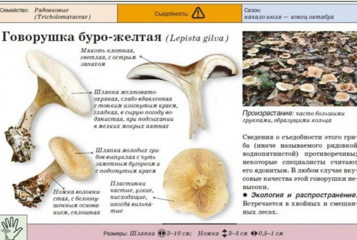 Описание на кафяво-жълтите говорещи