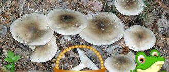 Димен говорещ в гората