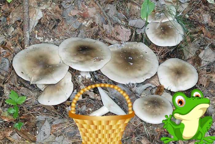 Димен говорещ в гората