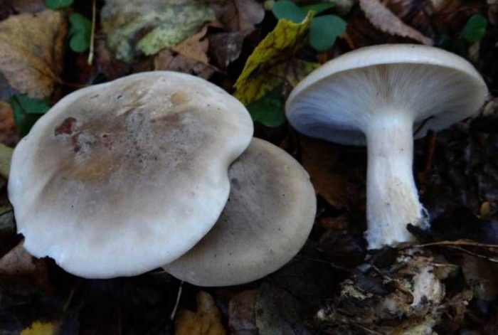 Сив говорещ