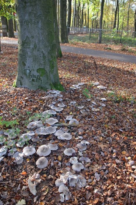 Гора и говорещи