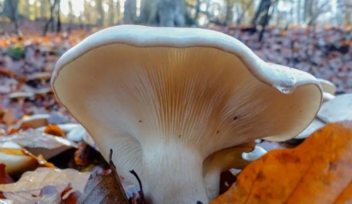 Записи на говорещи