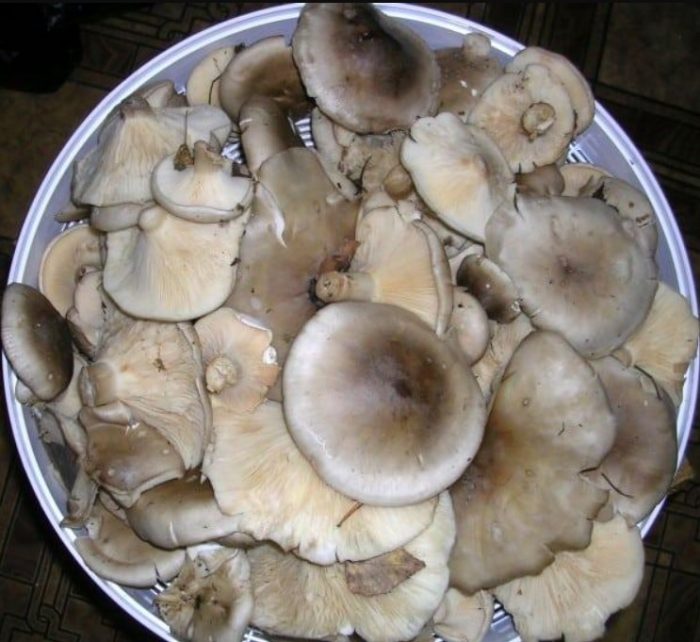 Готвене на сив говорител