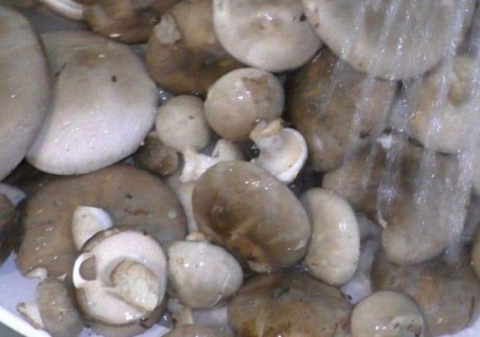 Как да мариноваме говорещи гърди