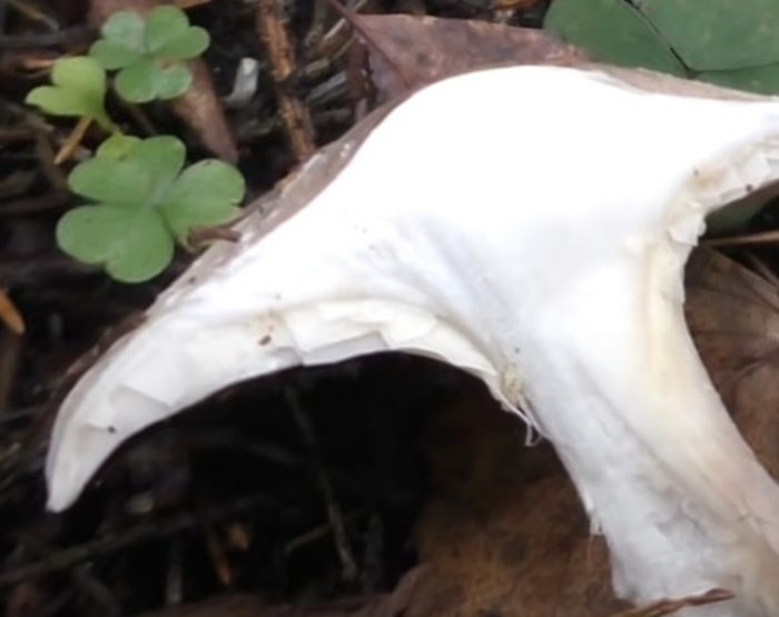 Пулпа от гъби Talker