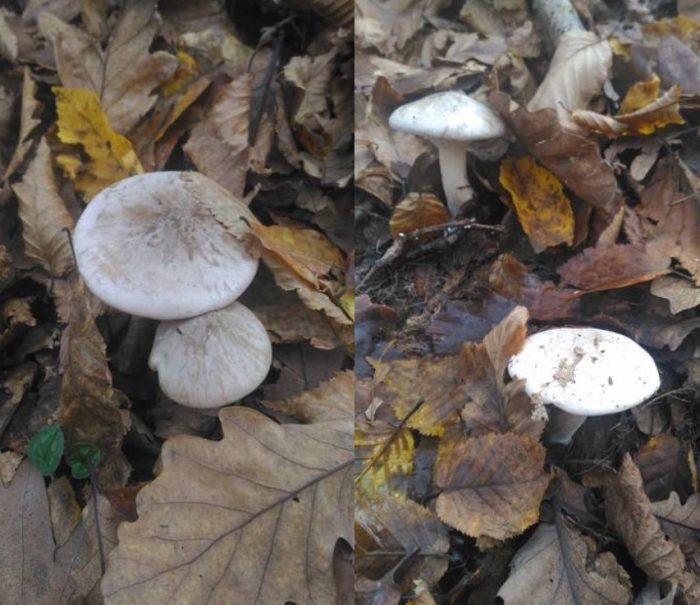 Сиви говорещи