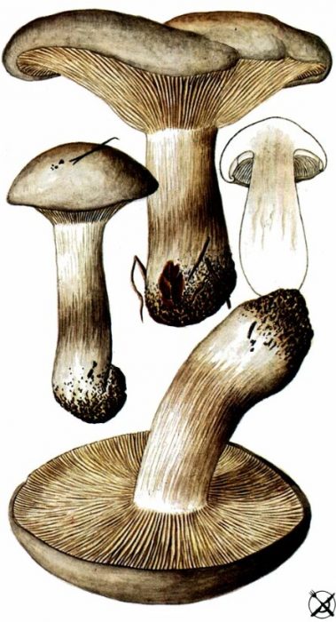 Сива говореща гъба