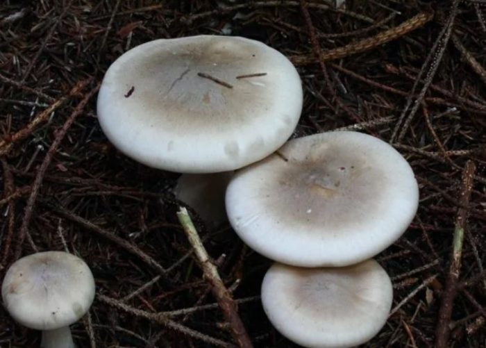 Капачки за говорещи