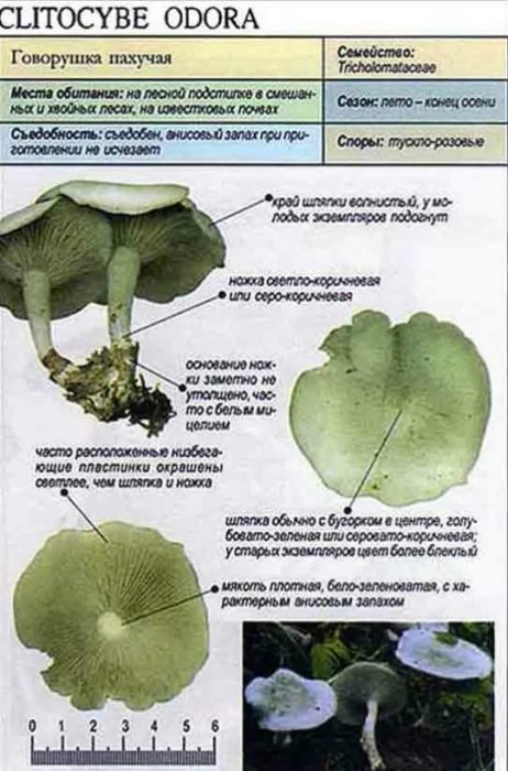Описание на миризливия говорещ