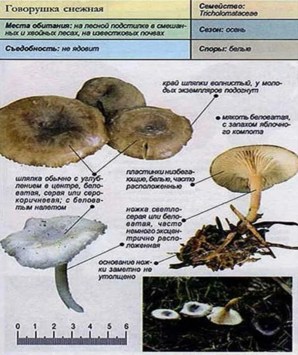 Снежен говорител