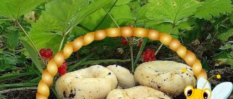 Млечни гъби в кошница