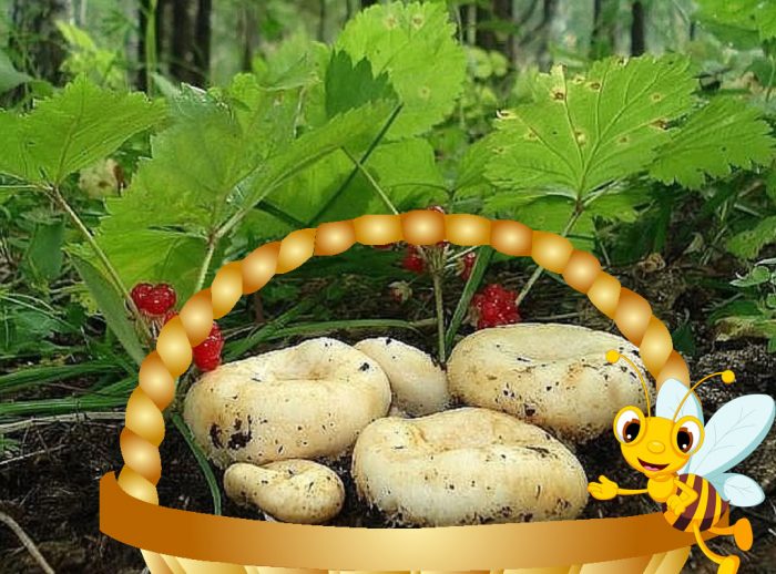 Млечни гъби в кошница