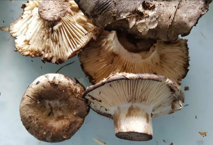 Как изглежда млечната гъба?