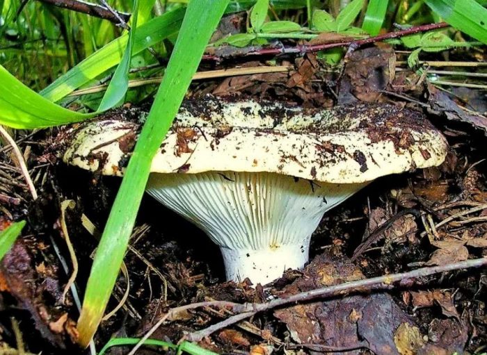 Истинска млечна гъба